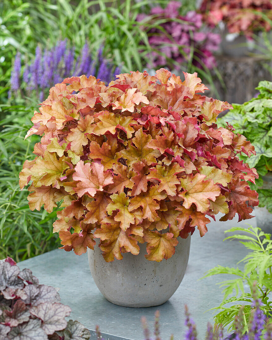 Purpurglöckchen (Heuchera) 'Marmalade'