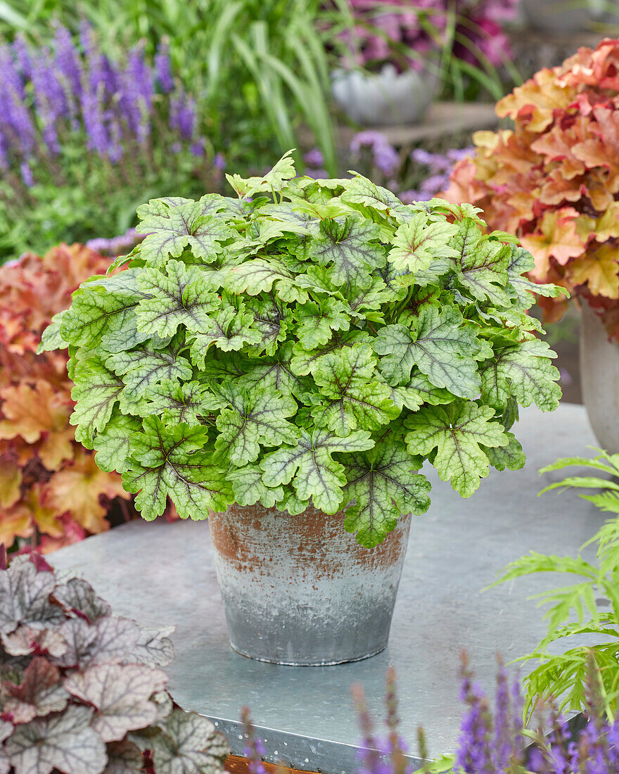 Purpurglöckchen (Heuchera) 'Tapestry'