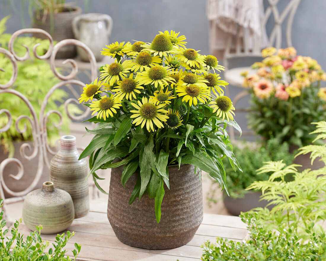 Echinacea Fountain Yellow