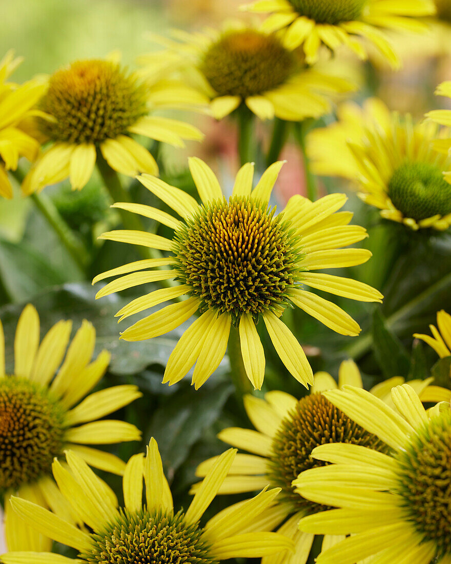 Echinacea Fountain Yellow