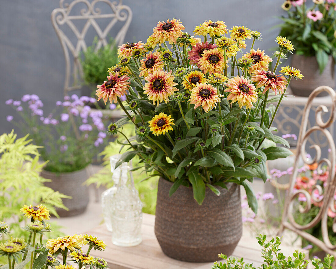 Rudbeckia Flamenco Apricot