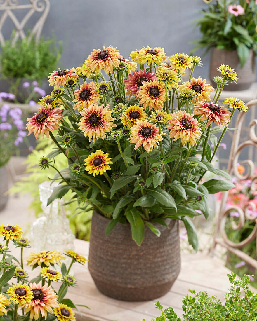 Rudbeckia Flamenco Apricot