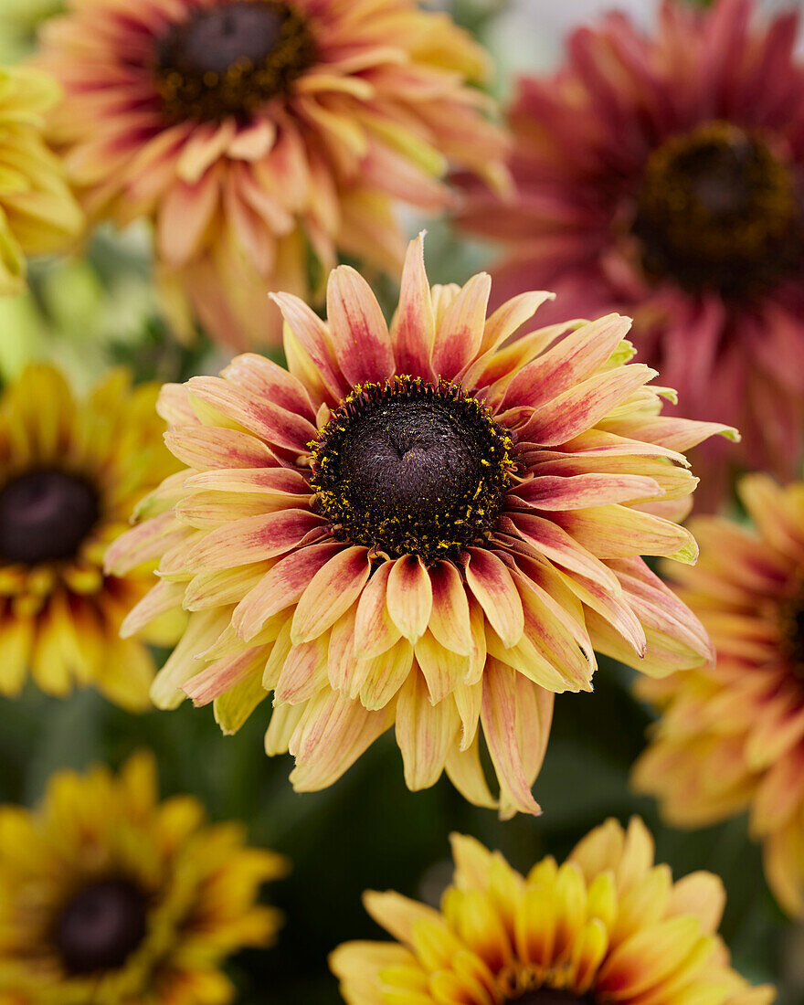 Rudbeckia Flamenco Apricot