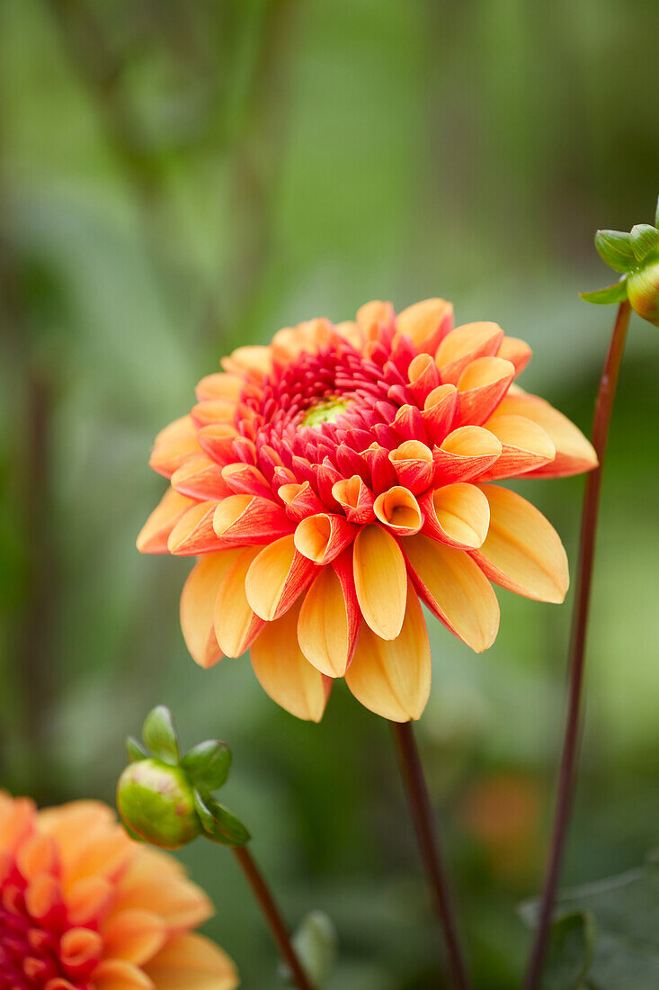 Dahlie (Dahlia) 'American Sunset'