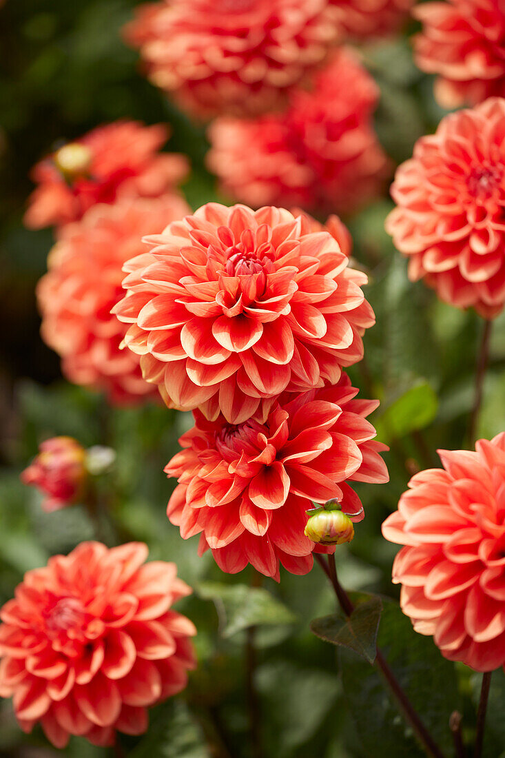 Dahlia Orange Nugget