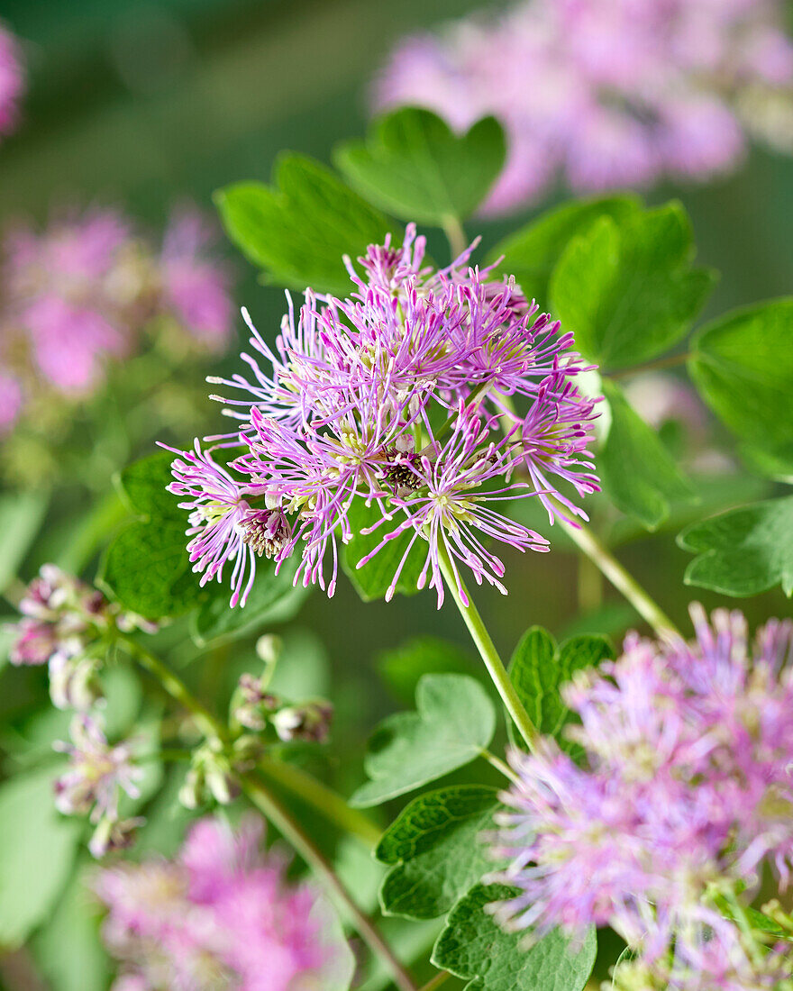 Thalictrum Little Pinkie