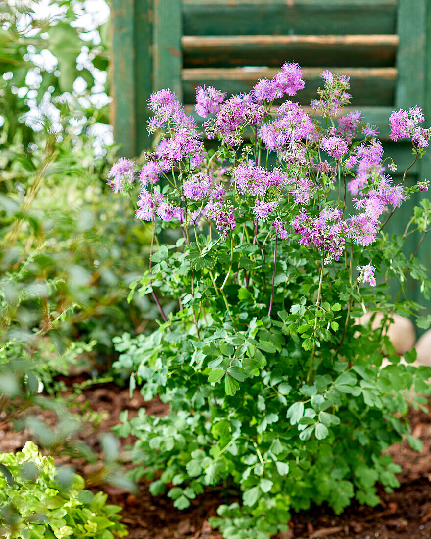 Thalictrum Little Pinkie