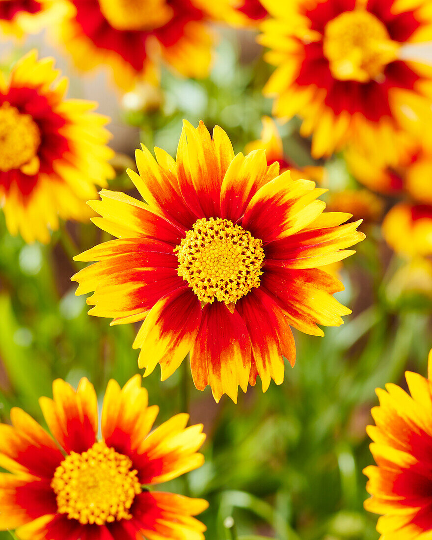 Coreopsis Li'l Bang Daybreak, Coreopsis Little Bang Daybreak