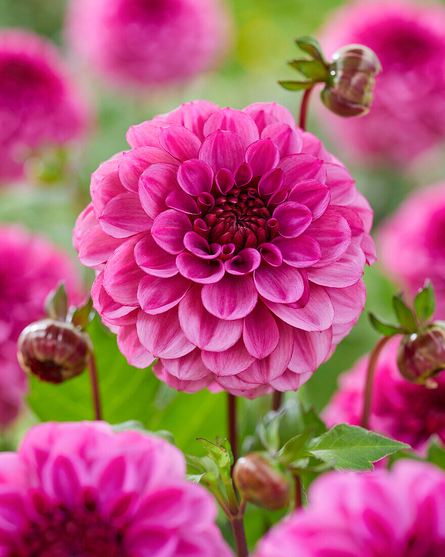 Dahlia Laughing Lizzy