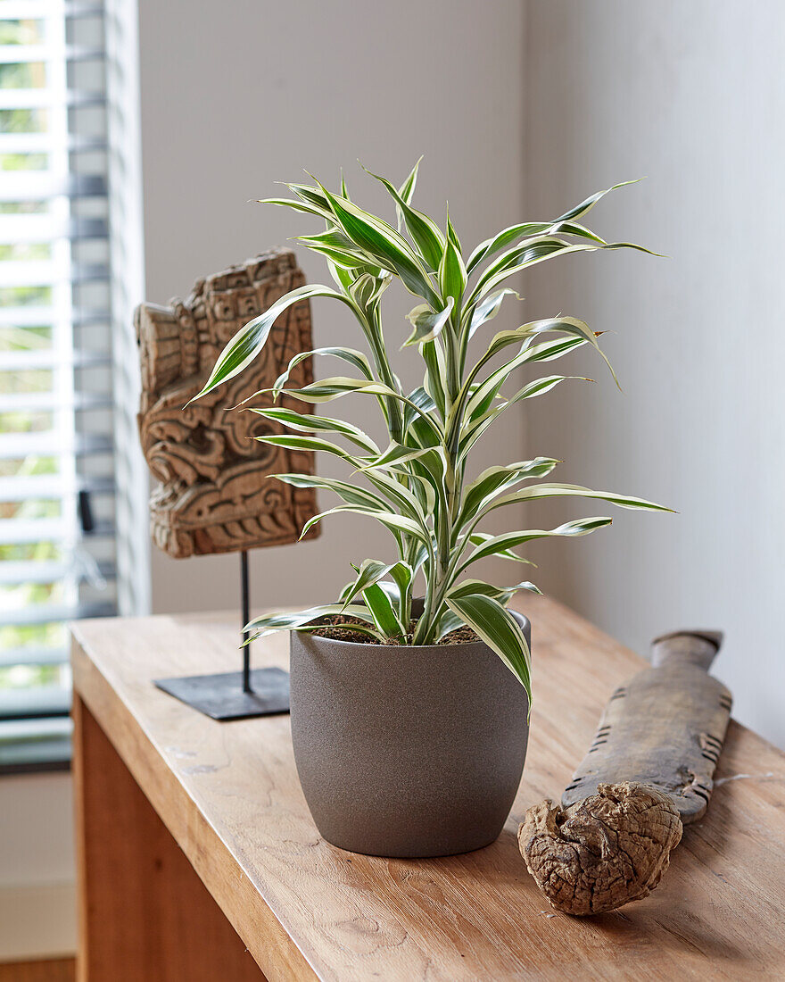 Glücksbambus (Dracaena sanderiana)'White Stripe'