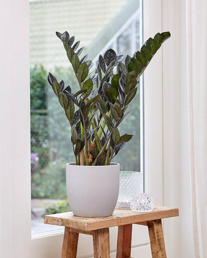 Zamioculcas zamiifolia Raven