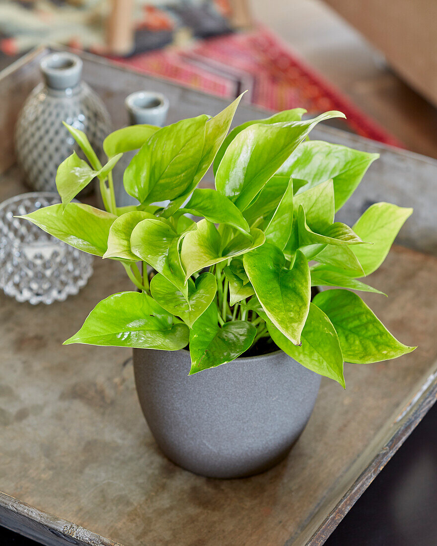 Goldene Efeutute (Epipremnum aureum) 'Golden Pothos'