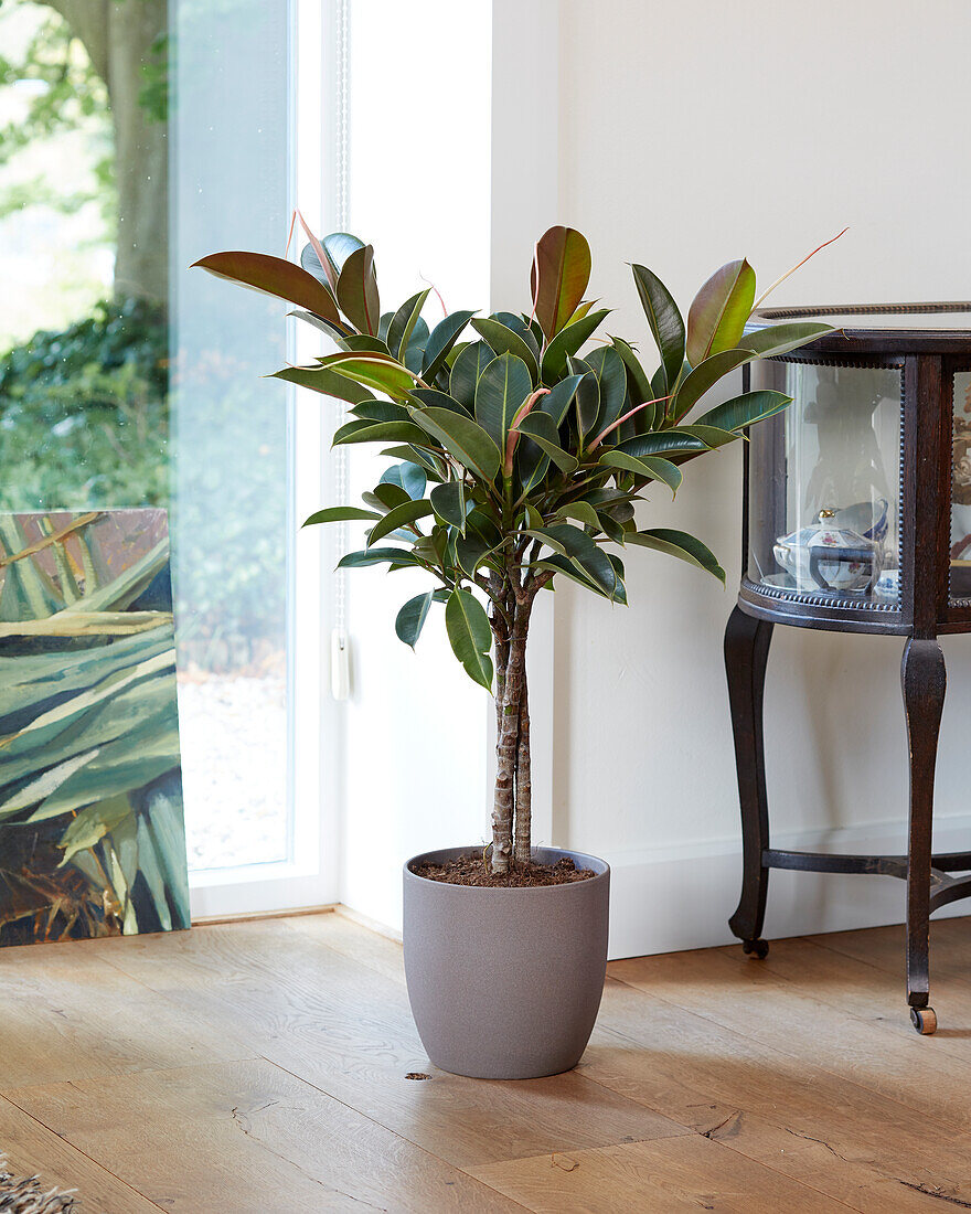 Ficus elastica Melanie