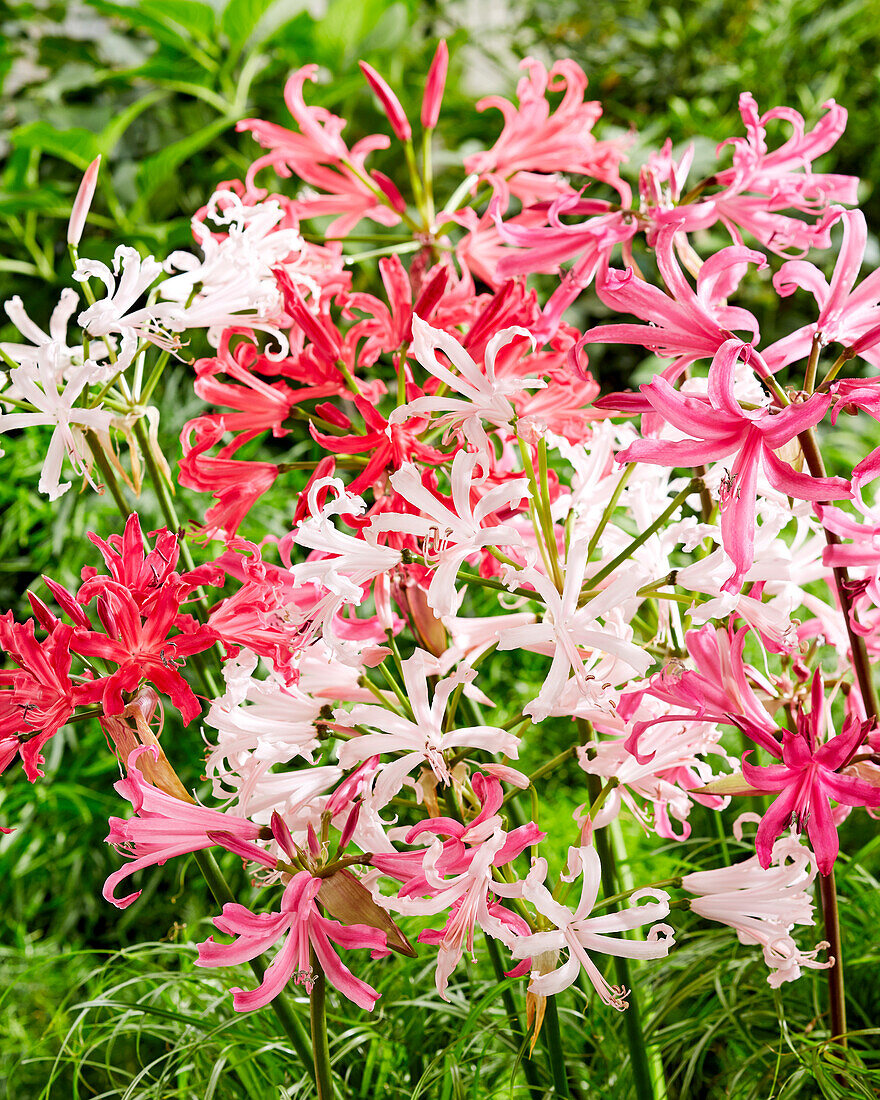 Nerine elegance Shades of Cherry, Nerine bowdenii Amandi, Nerine bowdenii Vesta