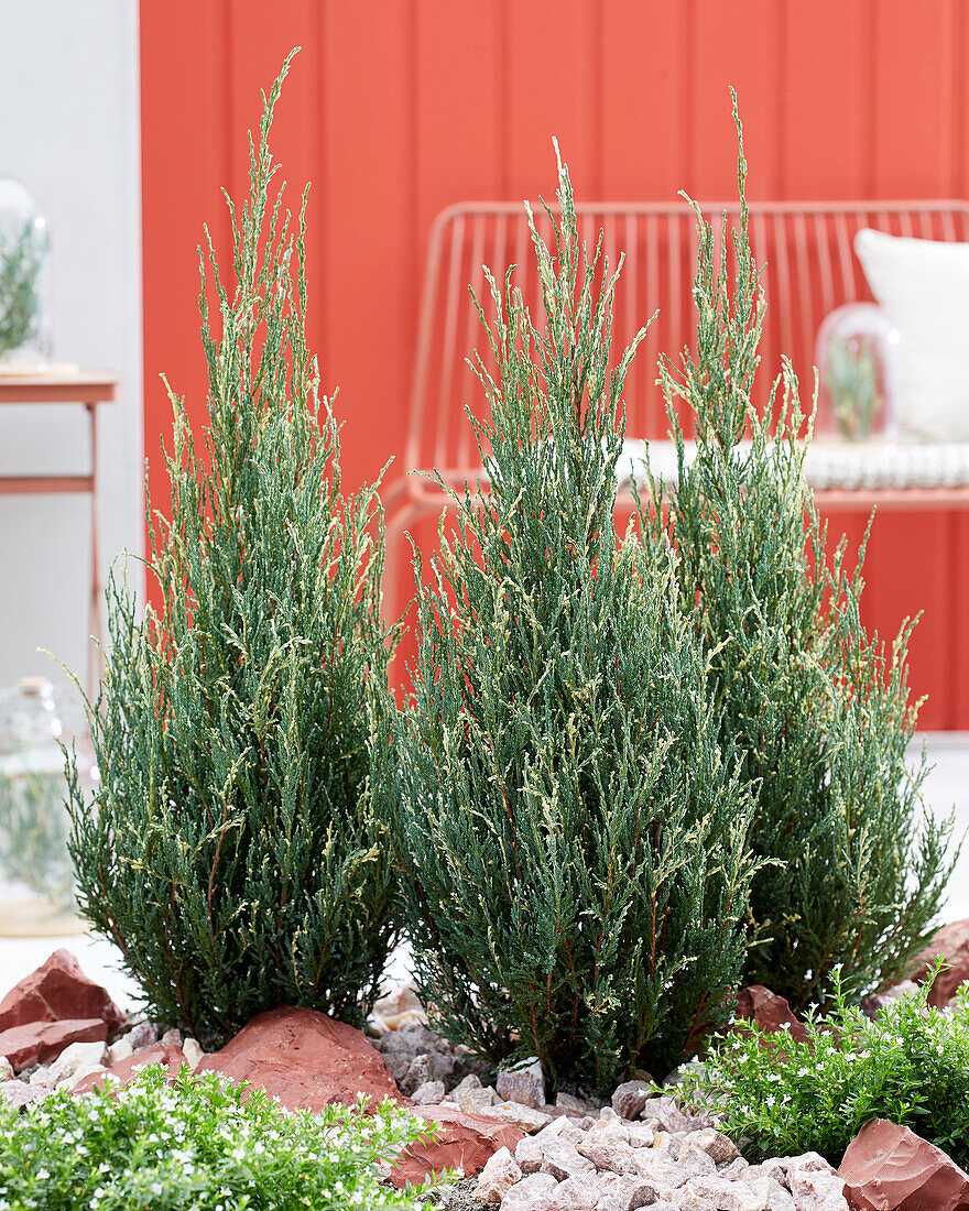 Juniperus scopulorum Blue Ivory