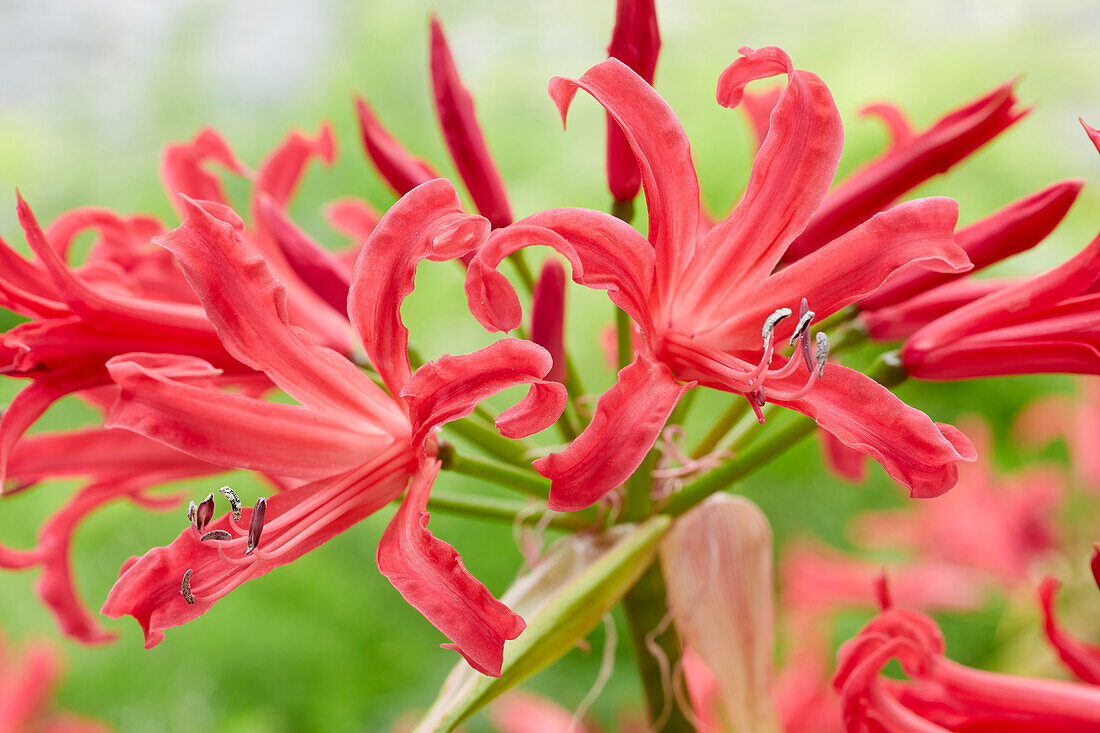 Nerine elegance Shades of Cherry