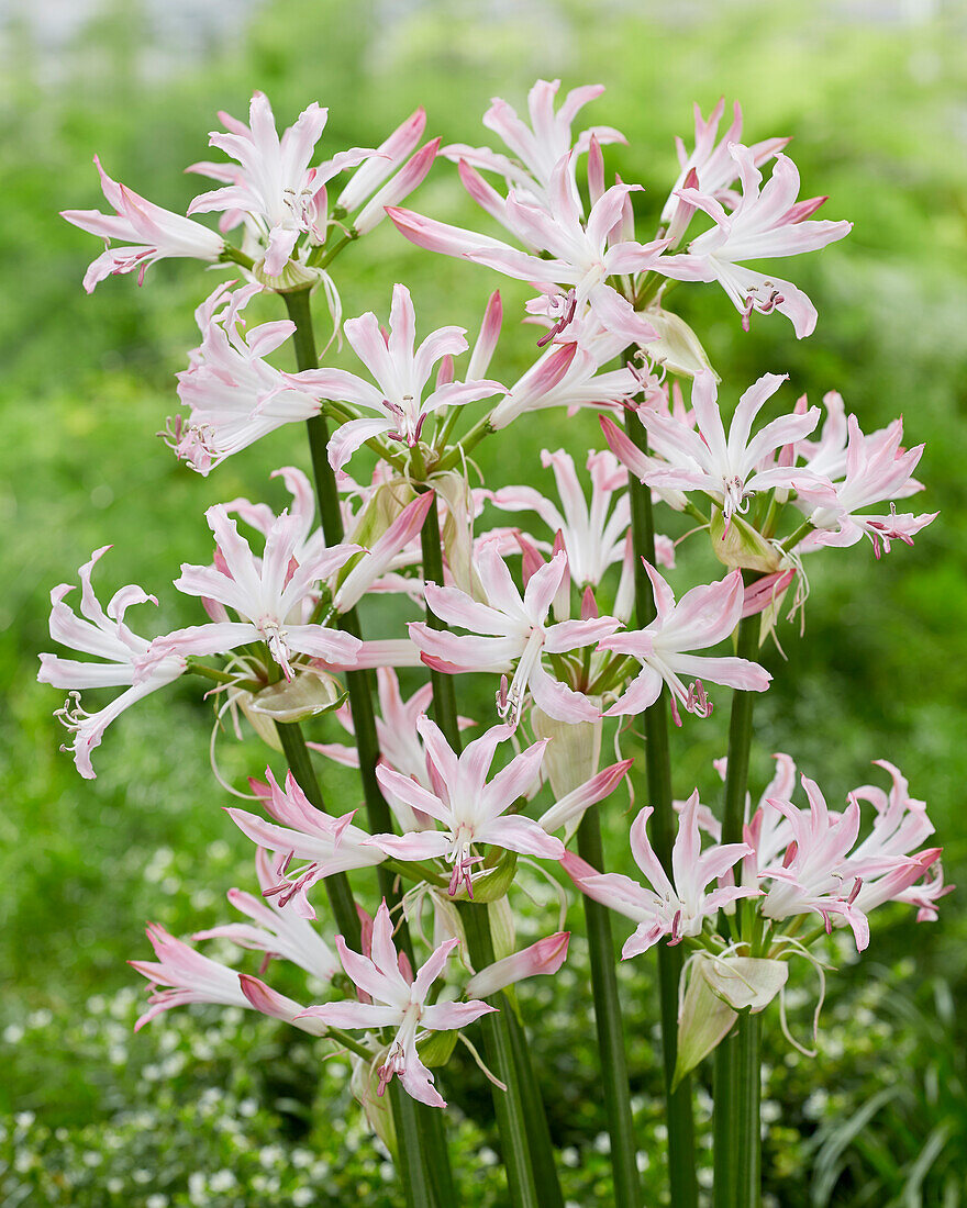 Guernseylilie (Nerine bowdenii) 'Lipstick'