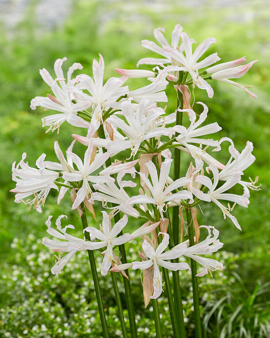 Nerine bowdenii Bionce