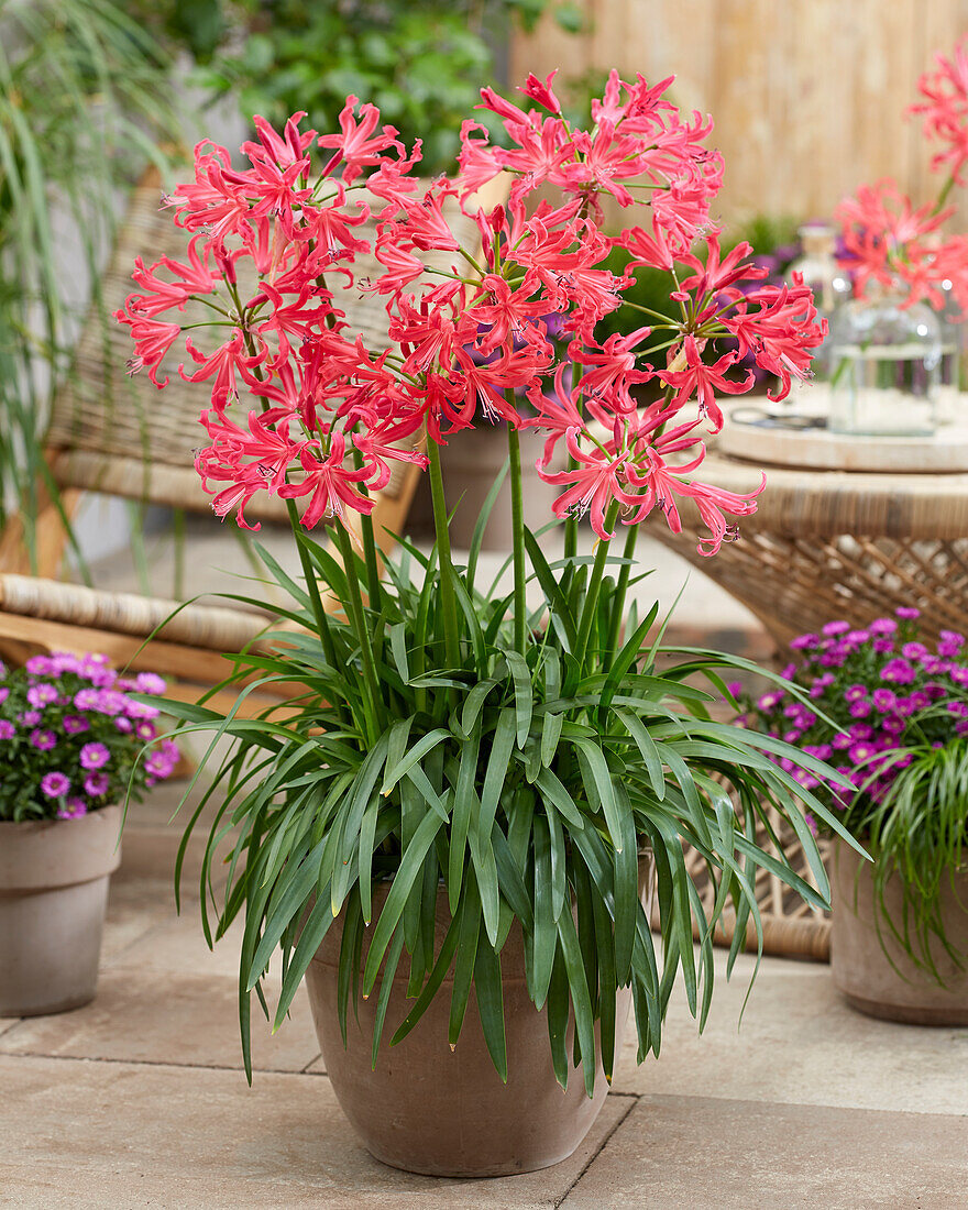 Nerine elegance Shades of Cherry