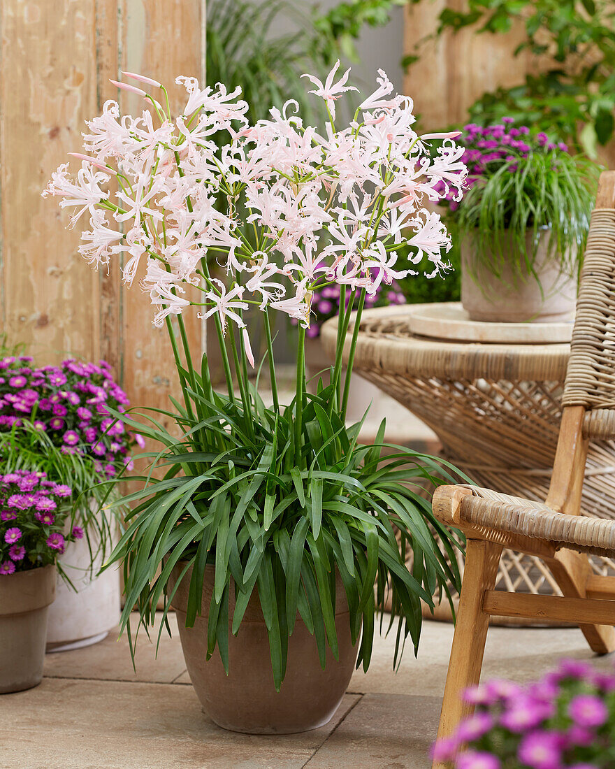 Nerine bowdenii Vesta