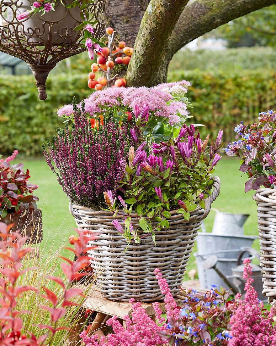 Autumn pot with sedum, calluna, herb gentian 'Rose Star'