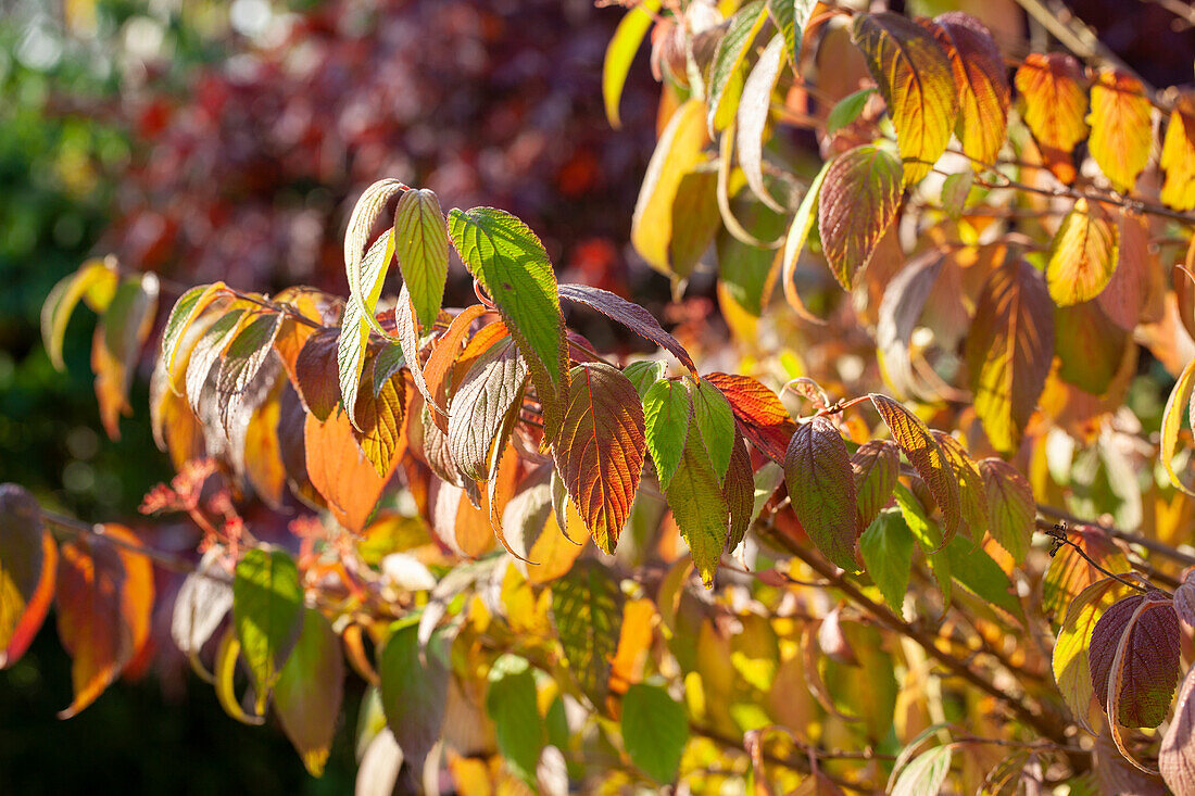 Japan-Schneeball (Viburnum plicatum) 'Kilimandjaro'