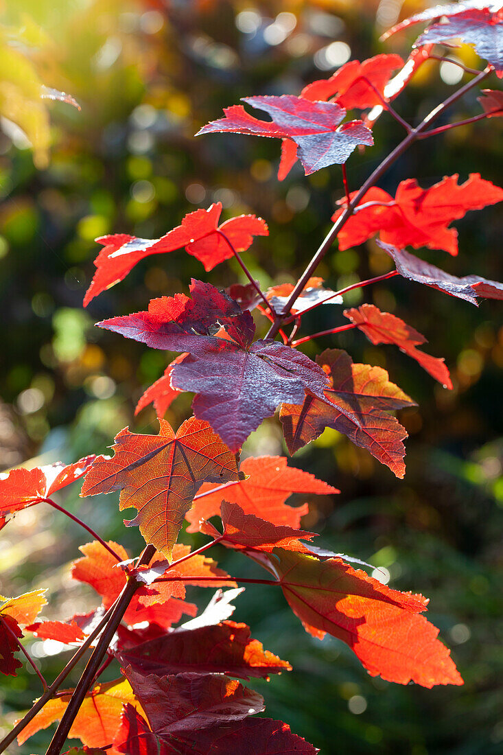 Acer rubrum Fairview Flame