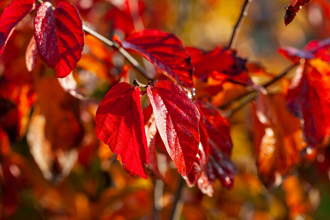 Parrotia persica Persian Spire