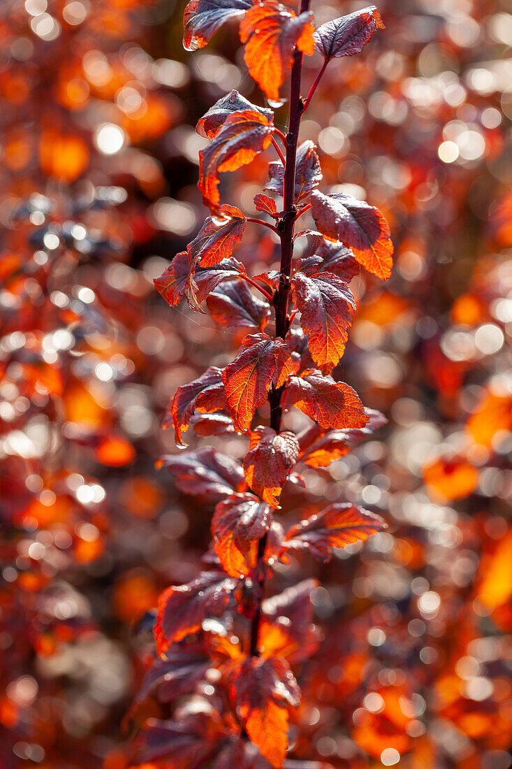 Physocarpus opulifolius Tiny Wine