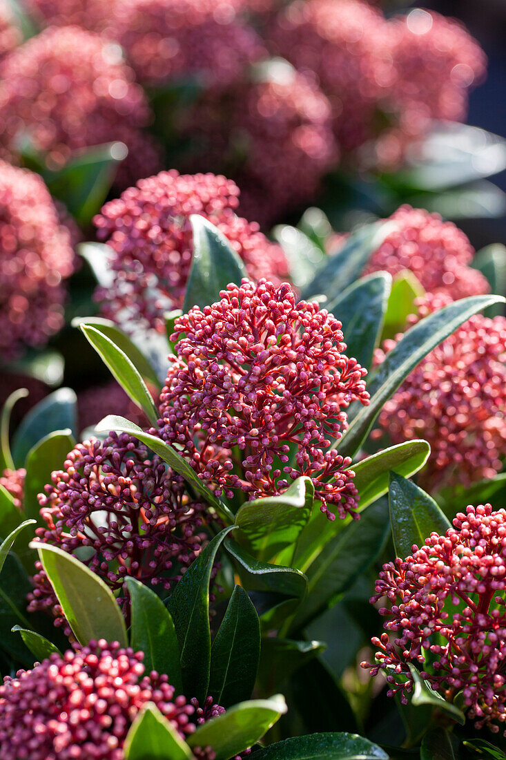 Skimmia japonica Rubesta® Giant Pink