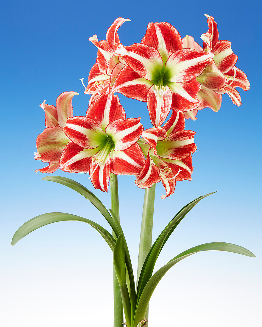 Hippeastrum Ocean Drive