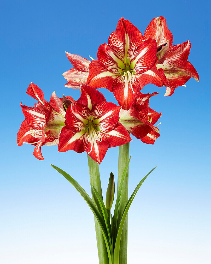 Hippeastrum Lynx