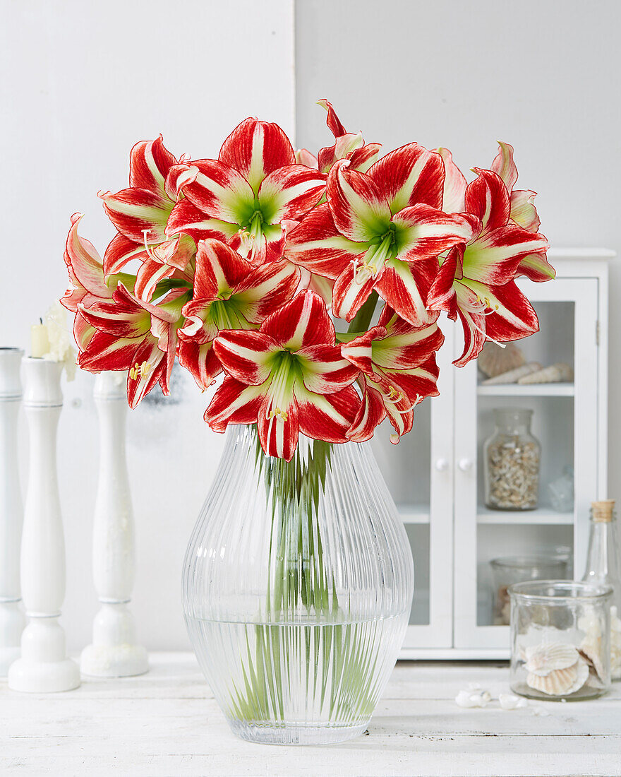 Hippeastrum Ocean Drive