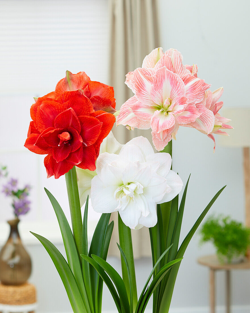 Ritterstern (Hippeastrum) 'Nymph', Mischung