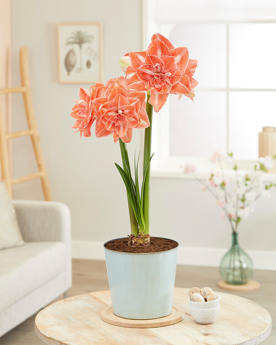 Hippeastrum Sunshine Nymph