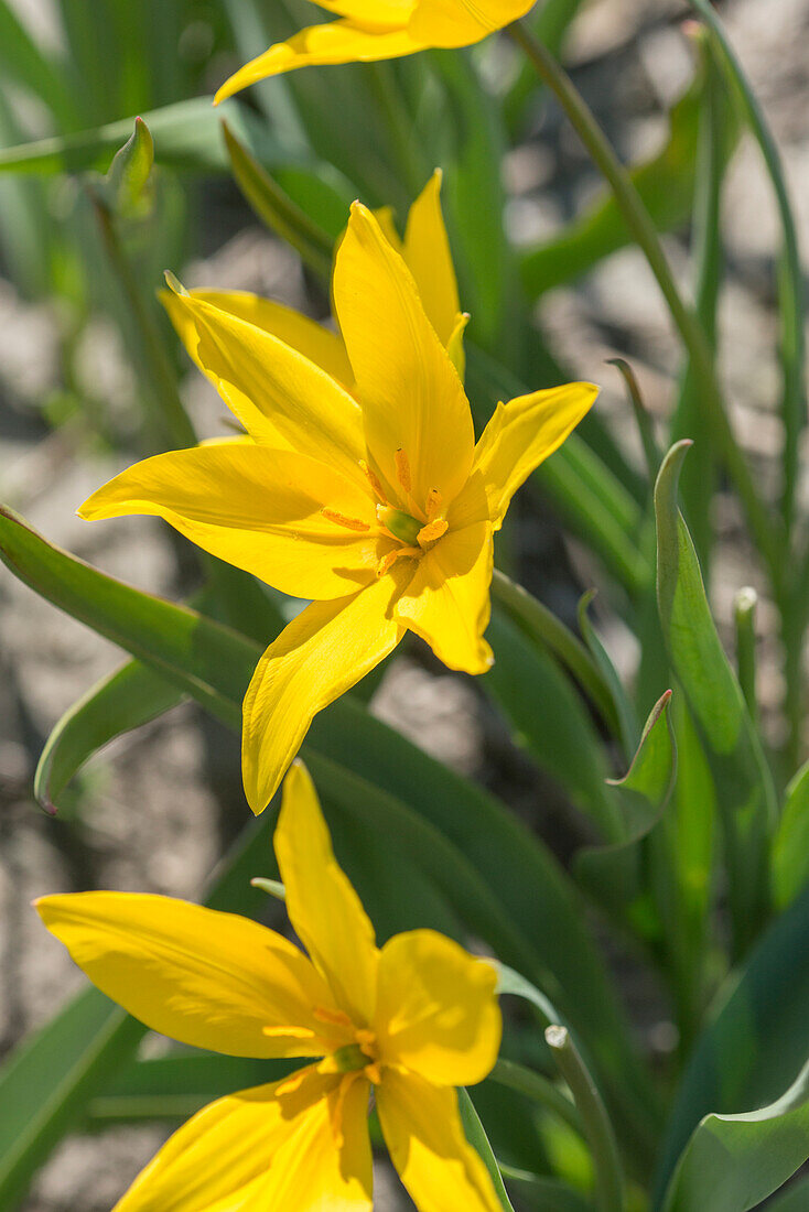 Weinberg-Tulpe (Tulipa sylvestris) 'Tabriz'