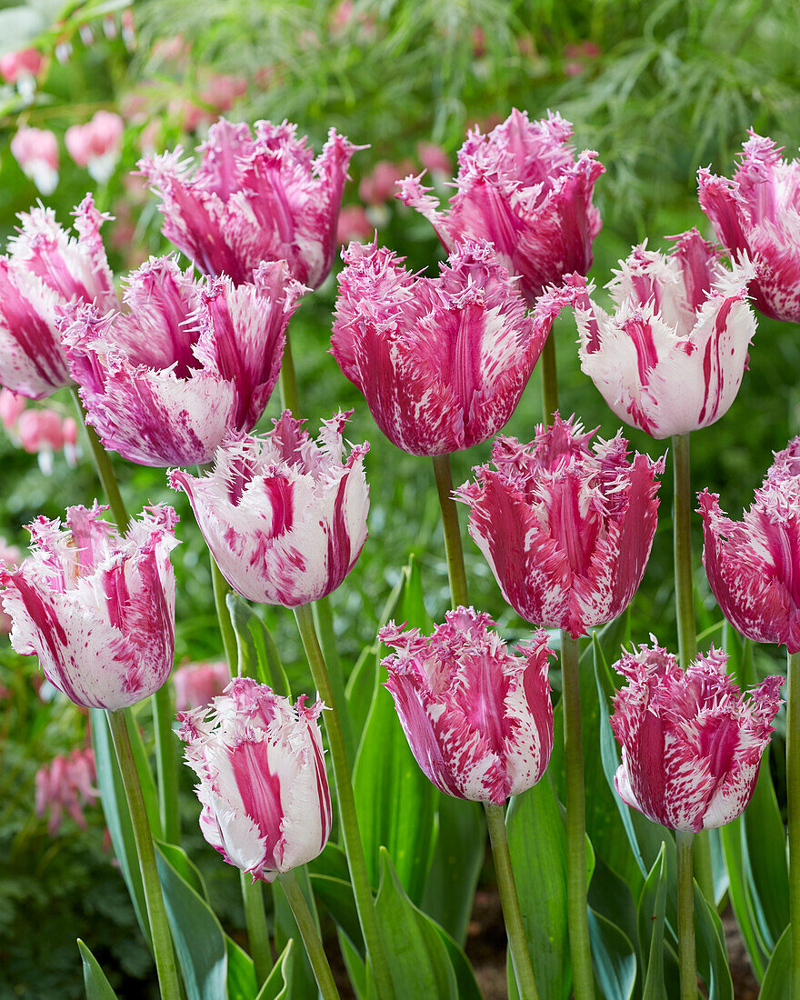 Tulipa Purple Circus