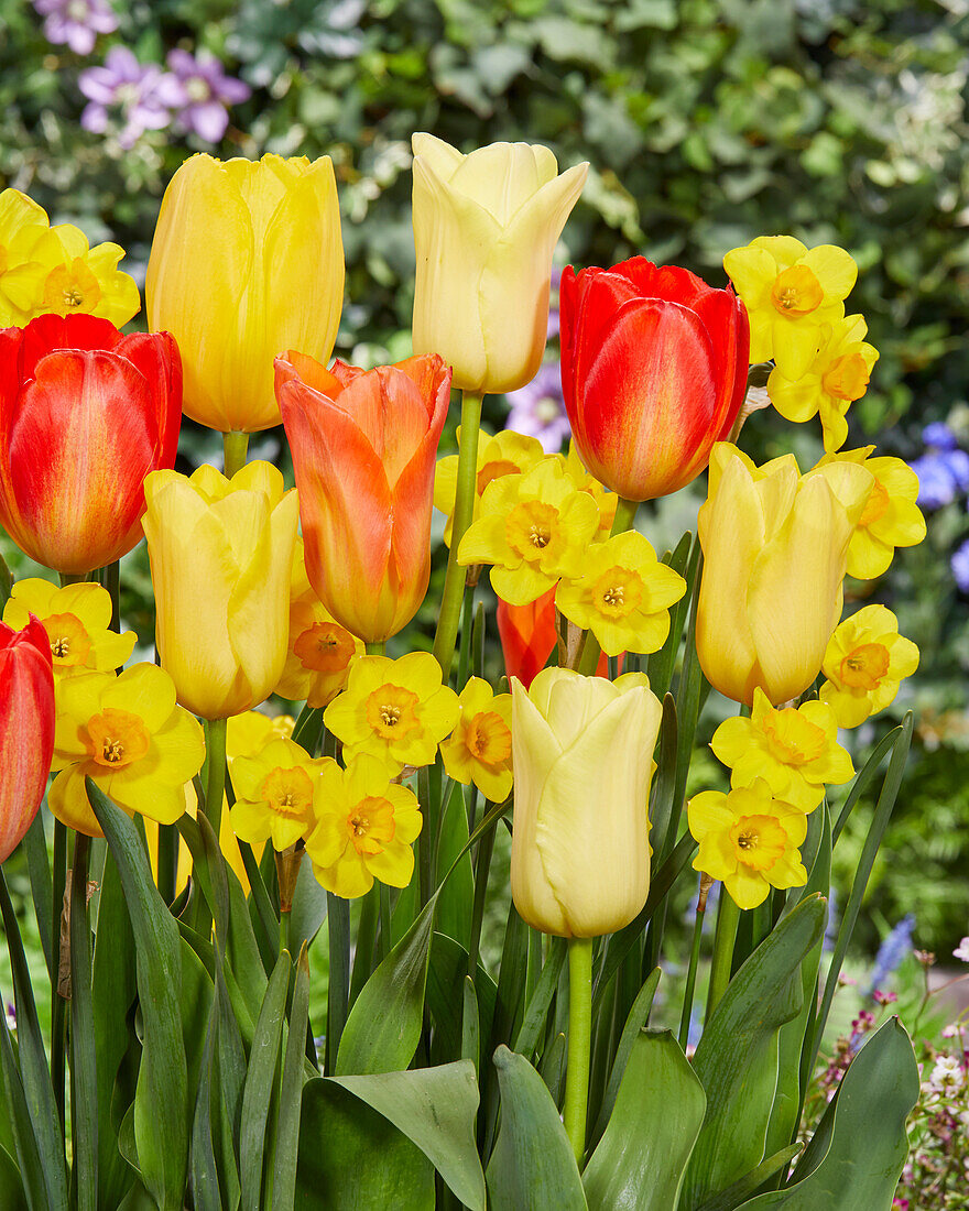 Tulpe (Tulipa) und Narissen (Narcissus), Mischung