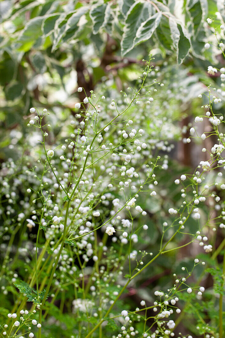 Thalictrum white