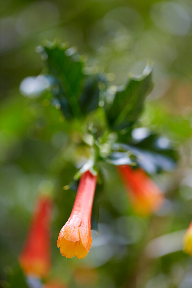 Taique (Desfontainia spinosa)