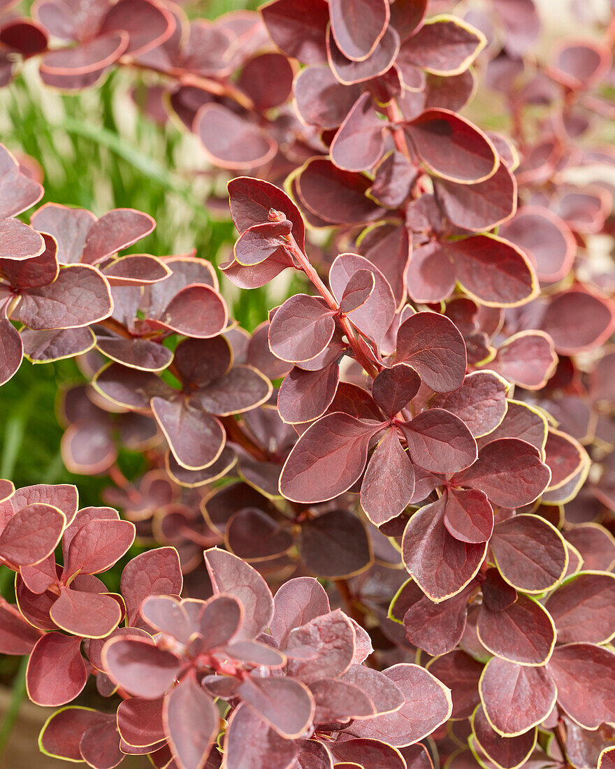 Berberis Toscana