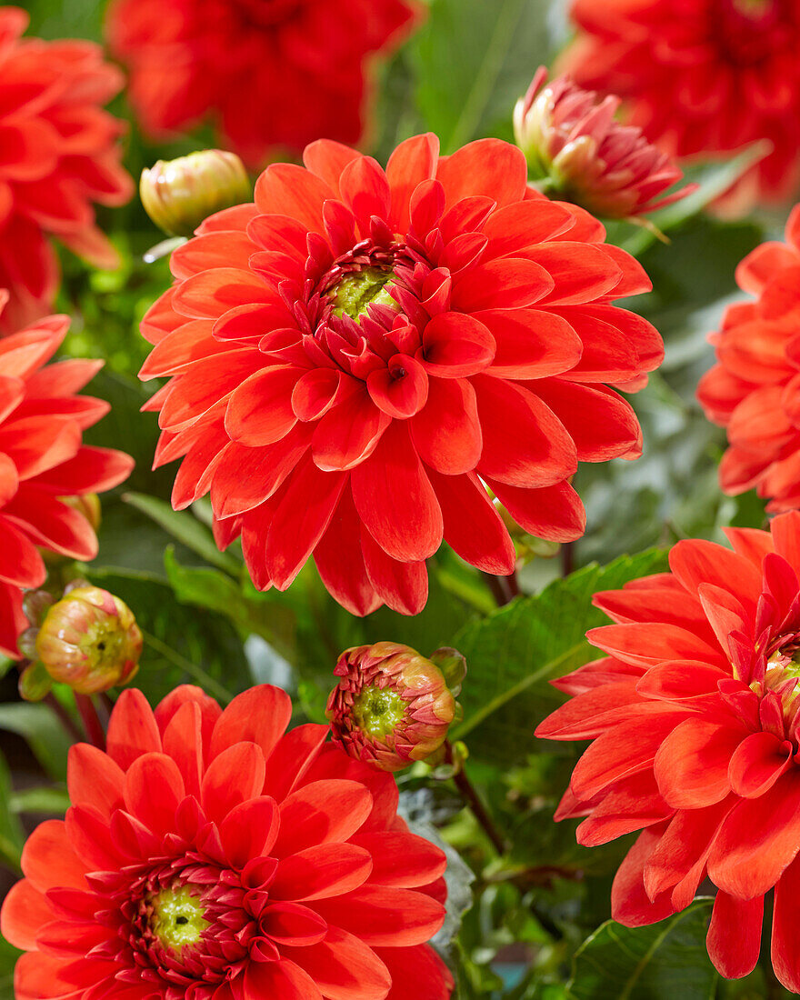 Dahlia Red Carpet