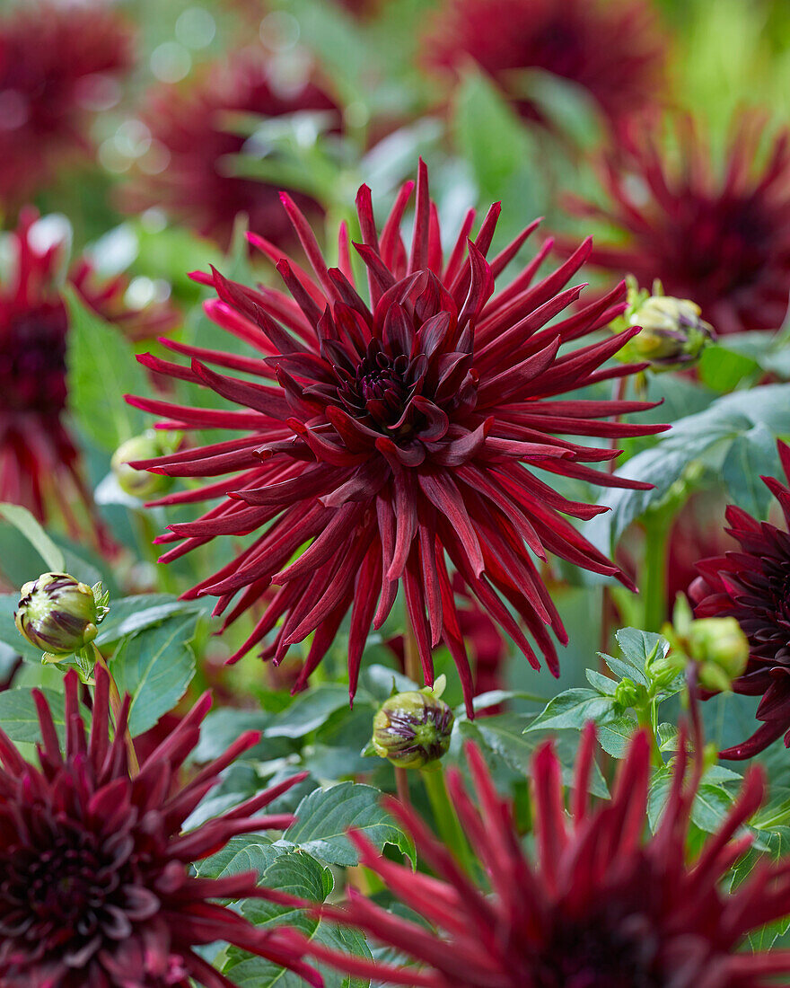 Dahlia Nuit d'Ete