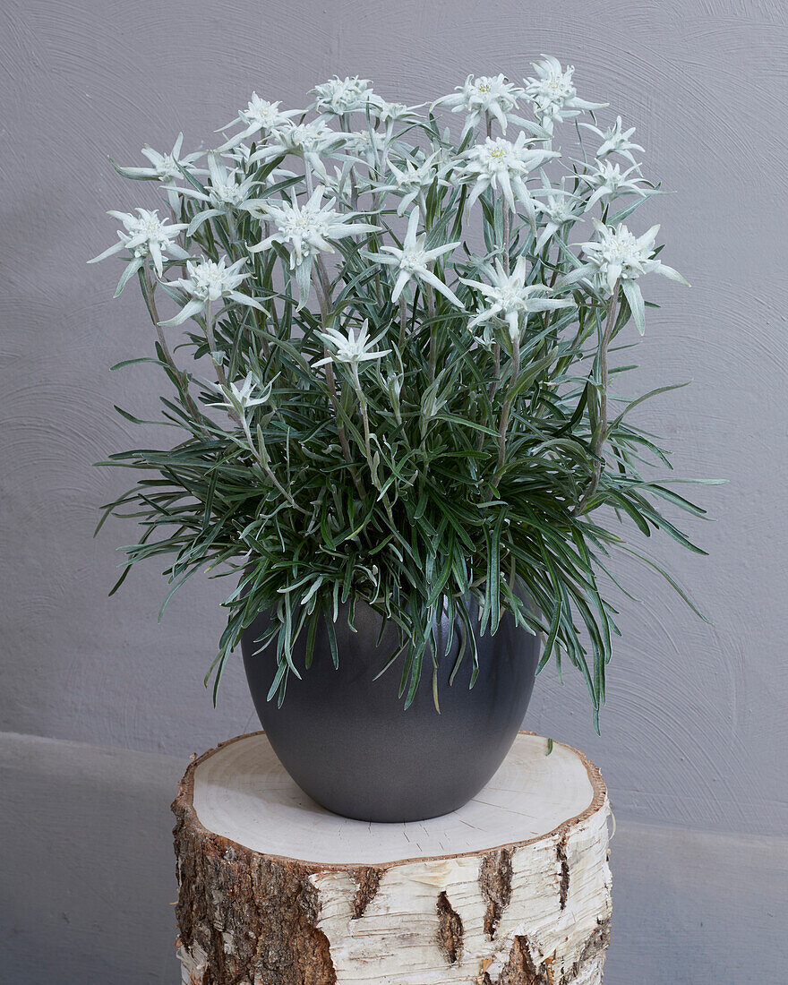 Leontopodium Alpine Sensation®