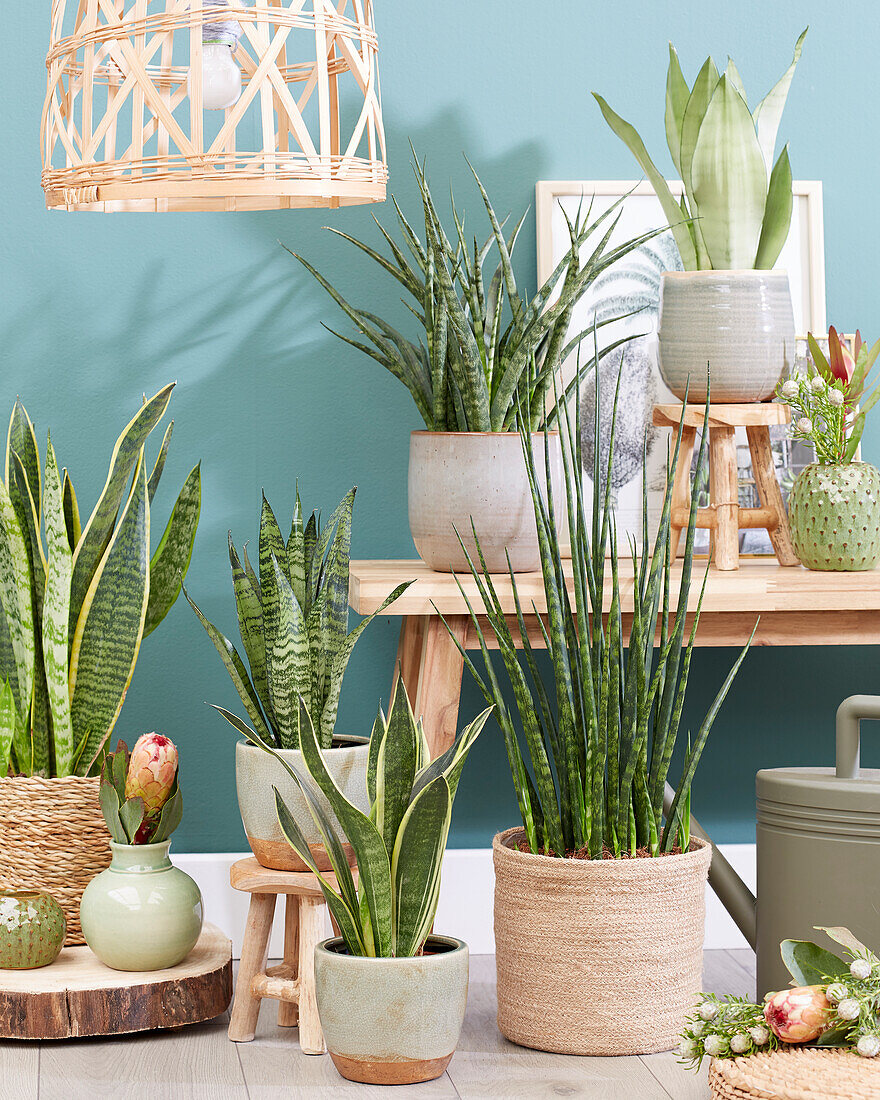 Sansevieria collection