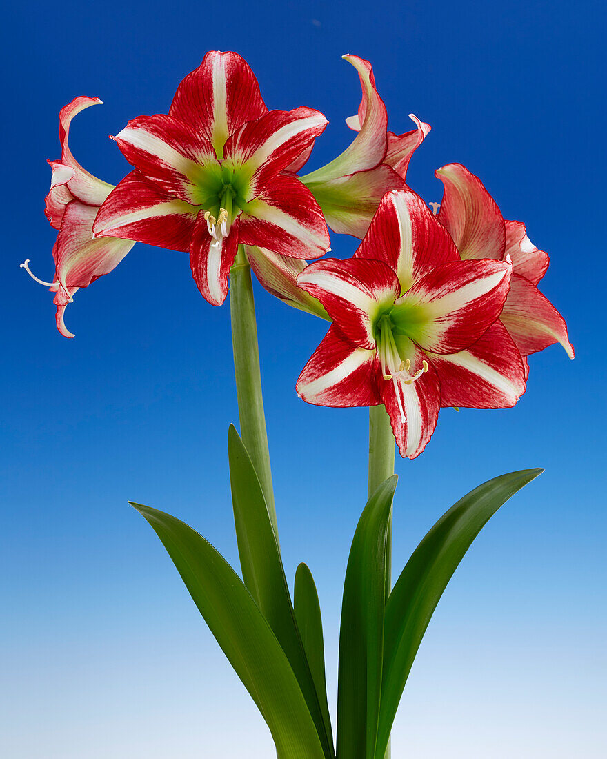 Hippeastrum Ocean Drive