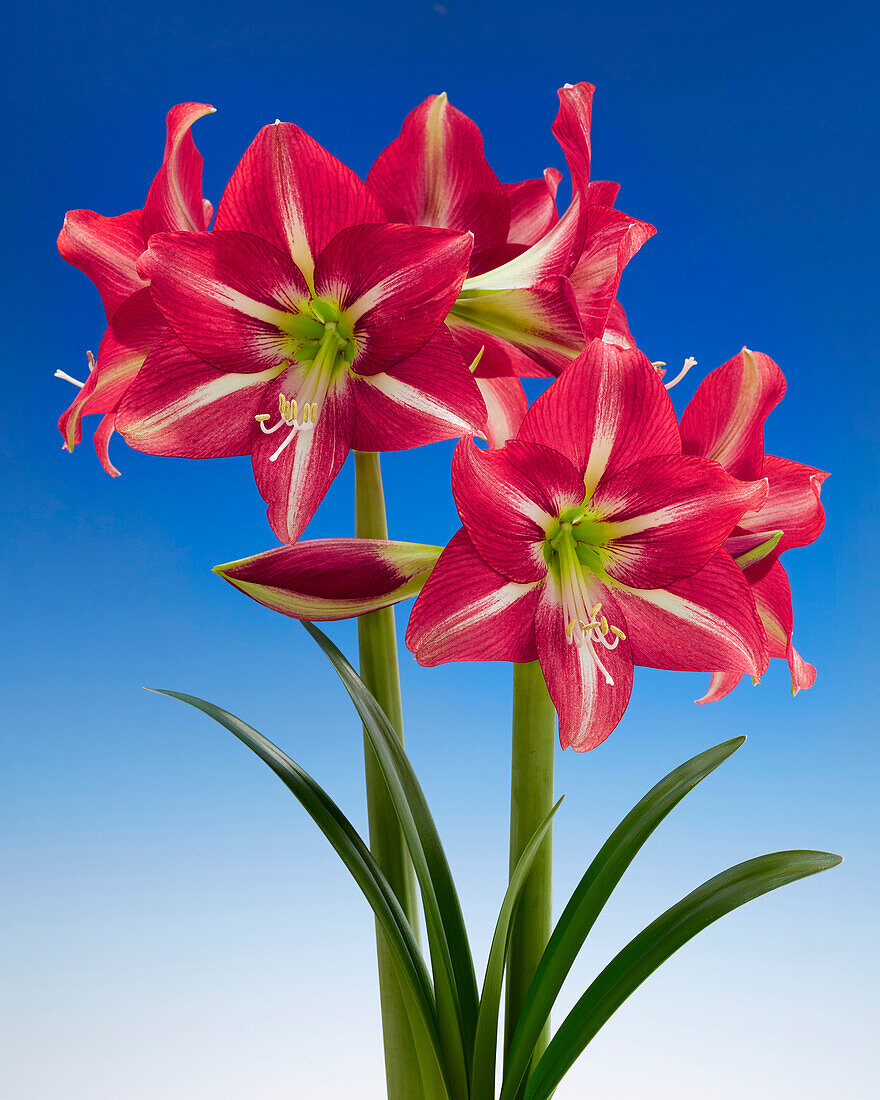 Hippeastrum Striped Beauty