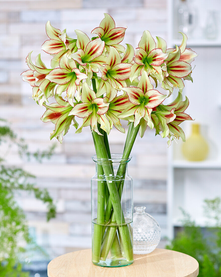 Hippeastrum Cleopatra