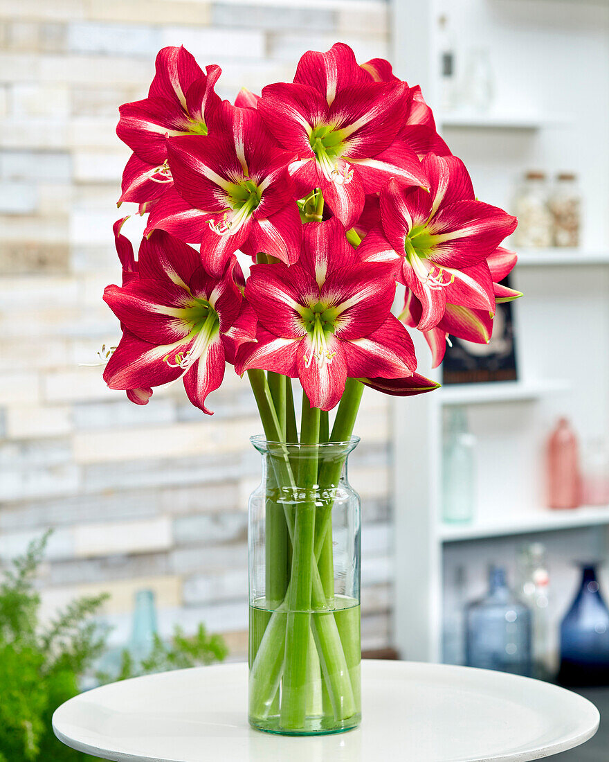 Ritterstern (Hippeastrum) 'Striped Beauty'