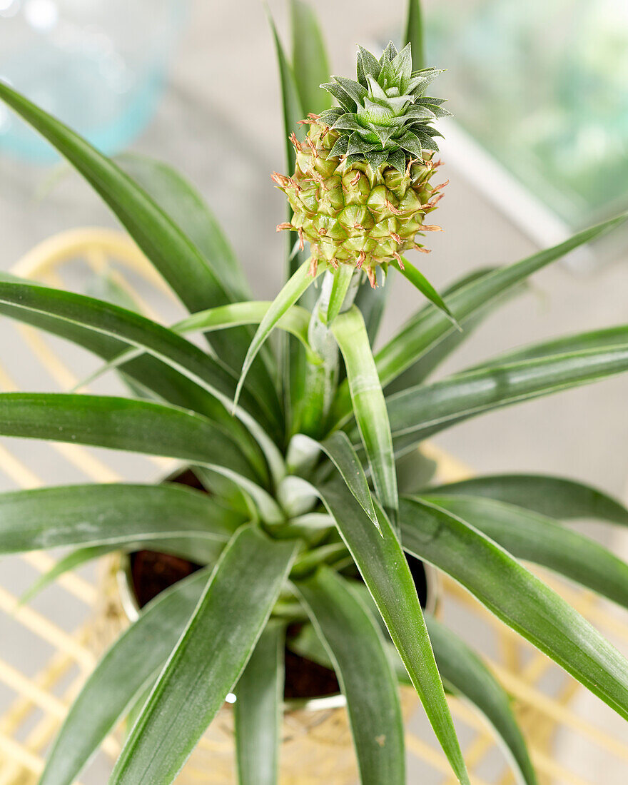 Bromelia Ananas